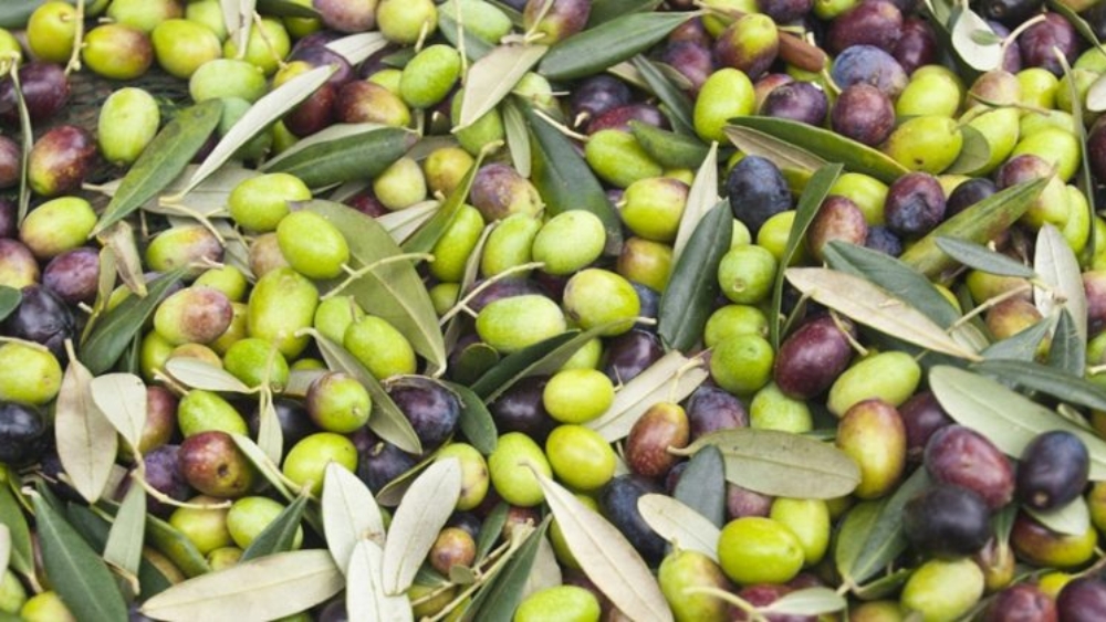 olives-907x420