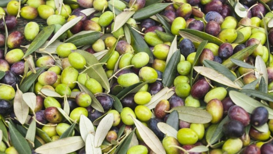 olives-907x420