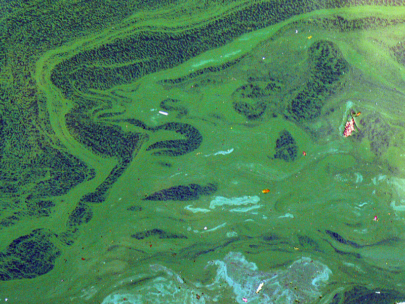 Cyanobacteria_Efflorescence